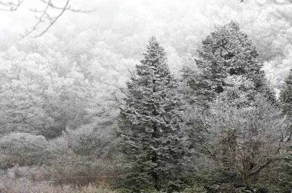Zimowy Krajobraz Drzewami Drzewami — Zdjęcie stockowe