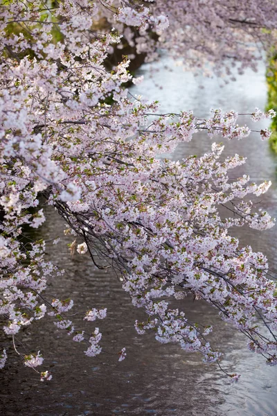 Belas Flores Primavera Florescendo Árvores — Fotografia de Stock
