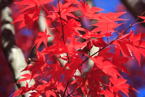 Sonbahar Ağaçlarının Dalları Güneş Işığında Kırmızı Yapraklar — Stok fotoğraf