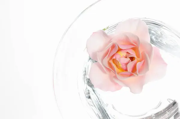 Szklanka Wody Różowym Kwiatem Białym Tle — Zdjęcie stockowe
