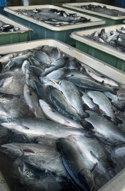 Pazarda içinde taze balık bulunan kaplar. 