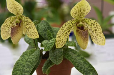 Masasında sarı çiçekler olan saksı bitkisi.