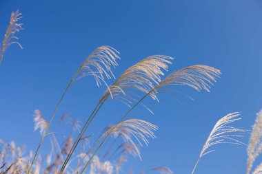 Mavi gökyüzü arka planında çimen çiçekleri