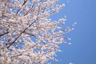 Baharda çiçek açan ağaçlarla ve mavi gökyüzüyle güzel bir manzara.                                      