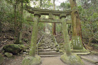 Eski taş gövde kapısı yosunlu orman ağaçlarının arasında duruyor.