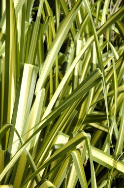 yeşil çimen arkaplan dokusu