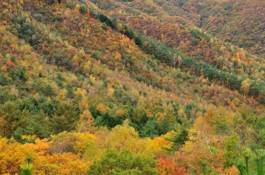 Renkli ağaçlar ve dağlarla dolu güzel sonbahar manzarası              