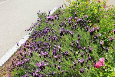 Mor çiçekler ve çayır yeşil bitkiler 