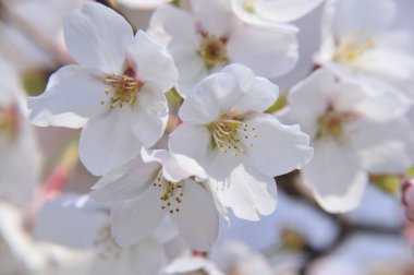 Bahçedeki güzel beyaz çiçekler. İlkbaharda kiraz çiçekleri, yakın plan. 