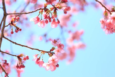 Renkli bahar çiçekleri güneş ışığında çiçek açıyor 