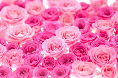 pembe ve pembe güller arka plan