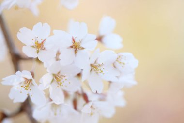 Renkli bahar çiçekleri güneş ışığında çiçek açıyor 
