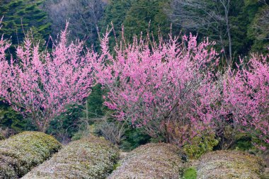 Güzel botanik fotoğrafı, doğal duvar kağıdı.
