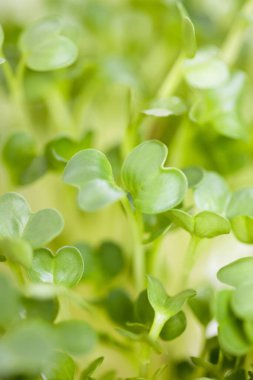 Beyaz arkaplanda taze yeşiller, yakın plan 