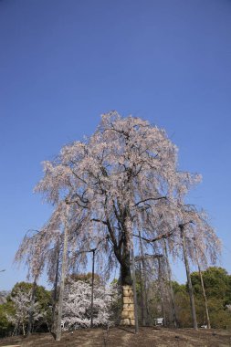 Japonya 'da kiraz çiçekleri 