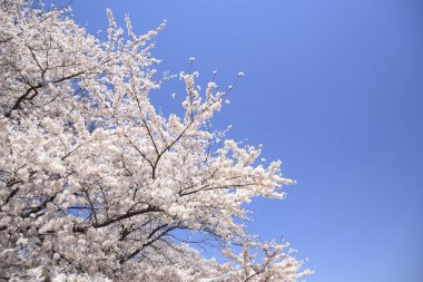 Baharda çiçek açan ağaçlarla ve mavi gökyüzüyle güzel bir manzara.                                      
