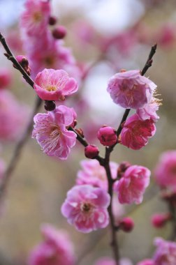 Bahçedeki güzel pembe çiçekler, baharda açan ağaçlar.