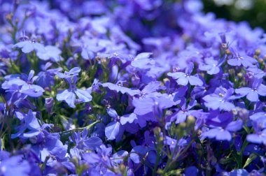 Güzel mavi ve mor çiçeklere yaklaş.