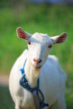 Beyaz keçi yeşil alanda doğa arka planında