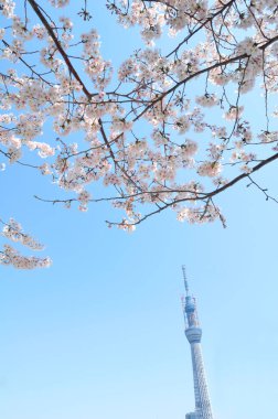 Tokyo Gökyüzü Ağacı ve kiraz çiçekleri baharda Sumida Park, Japonya 'da çiçek açar. 