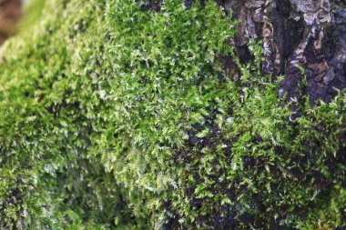 Kaba ağaç kabuğu yüzeyinde büyüyen canlı yeşil yosunlar.