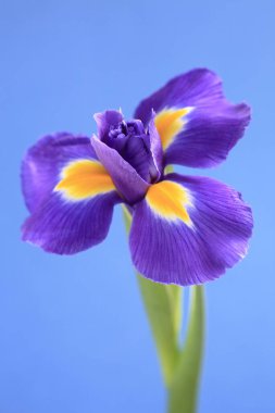 Mavi arka planda güzel bir iris çiçeği