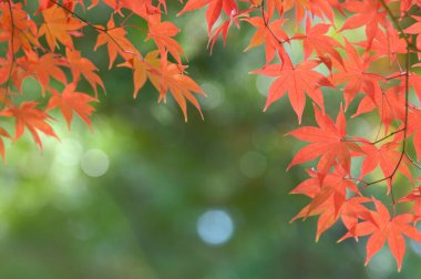 Sonbahar yaprakları, sonbahar bitkileri