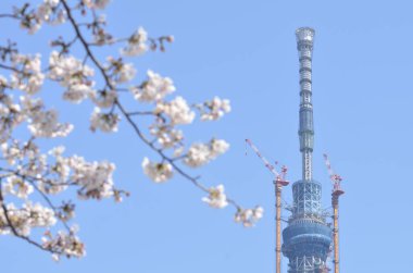 Tokyo Gökyüzü Ağacı ve kiraz çiçekleri baharda Sumida Park, Japonya 'da çiçek açar. 