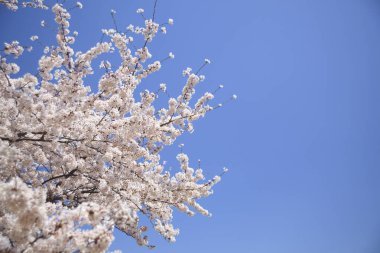 Baharda çiçek açan ağaçlarla ve mavi gökyüzüyle güzel bir manzara.                                      