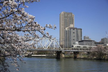 Japonya 'da kiraz çiçekleri 