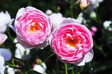 Beyaz çiçekli bir bahçede iki pembe gül