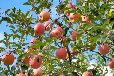 Bahçedeki ağaçta olgun elmalar