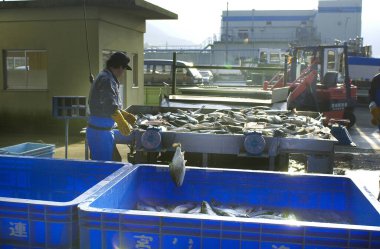 Balık dolu mavi bir konteynırın yanında duran adam.