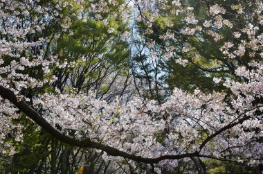 Japonya 'da kiraz çiçeği