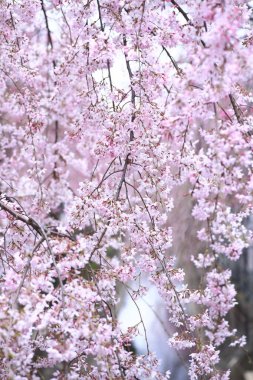 Bahçedeki güzel pembe çiçekler