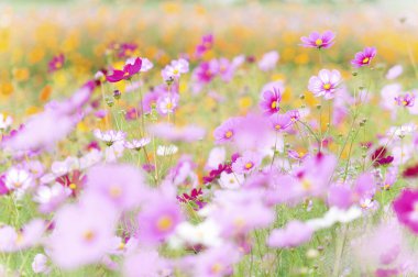 Pembe ve beyaz renkli bir çiçek tarlası.