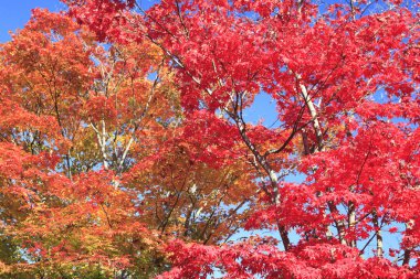 Sonbahar ağaçlarının dalları ve güneş ışığında kırmızı yapraklar. 