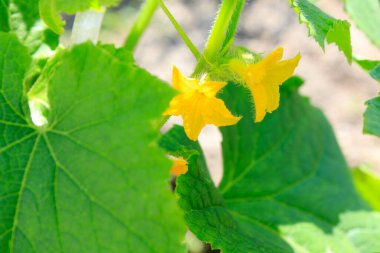 Sebze bahçesinde yeşil yapraklı salatalık ve sarı çiçeklerle kaplayın..