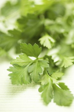 Beyaz arka planda bir demet taze maydanoz