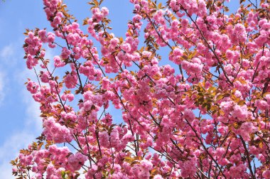 Pembe çiçekli kiraz ağacı. Baharda sakura çiçekleri