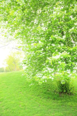 Yaz parkında gündüz vakti yeşil bitkiler ve ağaçlar 
