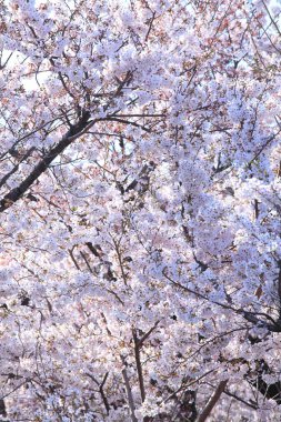 İlkbaharda kiraz çiçeği, Japonya.