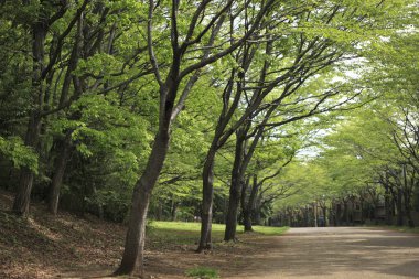 Şehir parkının güzel manzarası