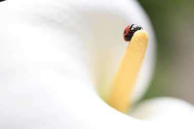 Yeşil arka planı olan beyaz bir çiçekte bir bayan böcek.