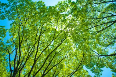 Güneş ışığında yeşil ağaçlar, mavi gökyüzü arkaplanı 