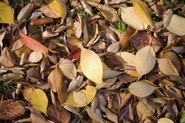 Sonbahar yaprakları, sonbahar bitkileri 