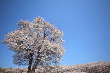 Baharda çiçek açan ağaçlarla ve mavi gökyüzüyle güzel bir manzara.                                      
