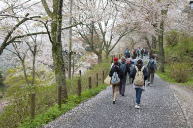 İnsanlar Japon parkının kiraz çiçeklerinde yürüyorlar.