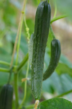 Bahçedeki yeşil salatalıkların yakın plan görüntüsü