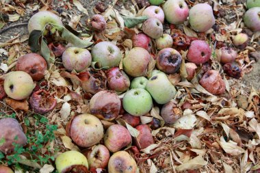 Elmalar yere. Arka planda sonbahar hasadı, kapat